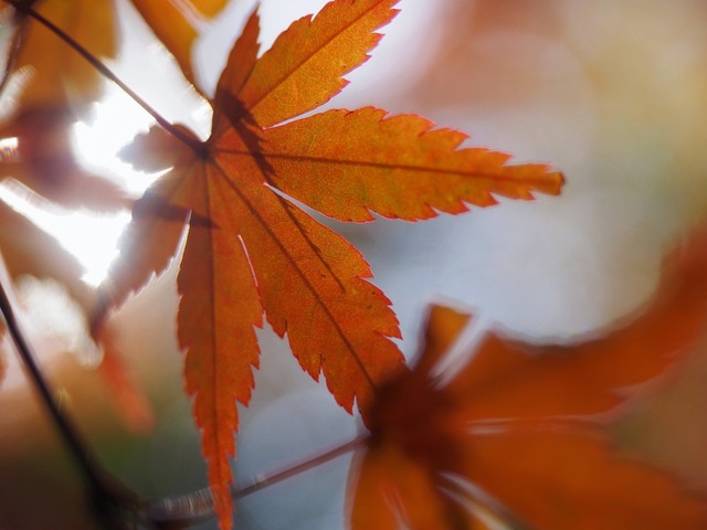 MB244957_2048x1536_補正済.jpg