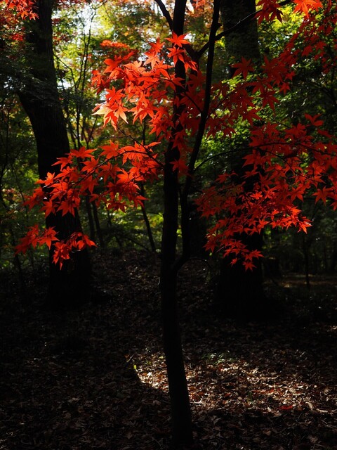MB244977_2048x1536_補正済.jpg