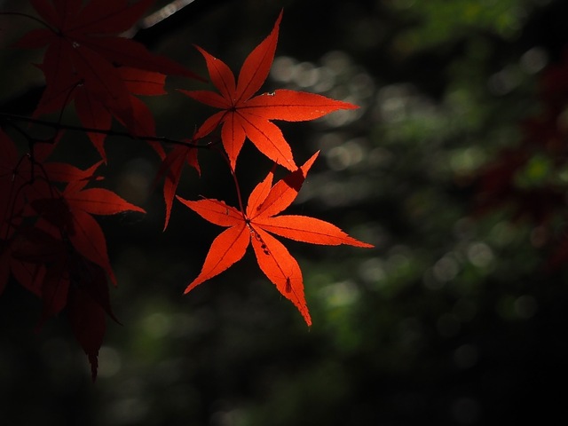 MB244979_2048x1536_補正済.jpg
