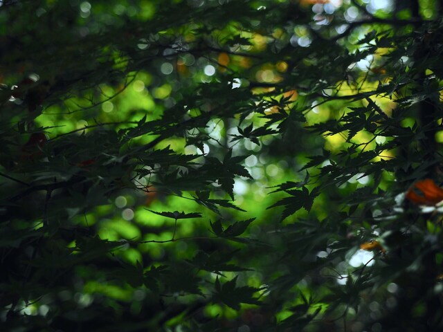 MB244998_2048x1536_補正済.jpg