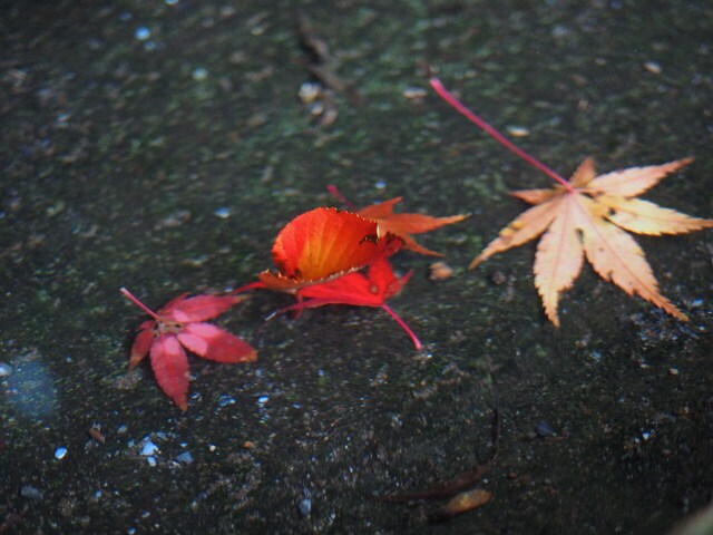 MB245093_2048x1536_補正済.jpg