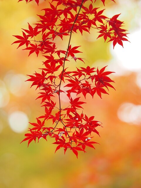 MB249478_2048x1536_補正済.jpg