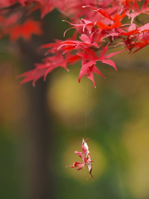 MB249494_2048x1536_補正済.jpg