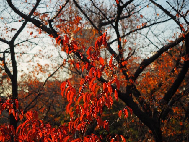 MB305529_2048x1536_補正済.jpg