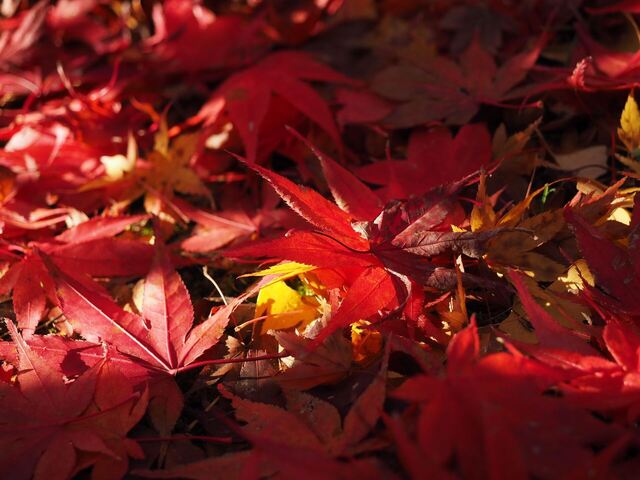MB309607_2048x1536_補正済.jpg
