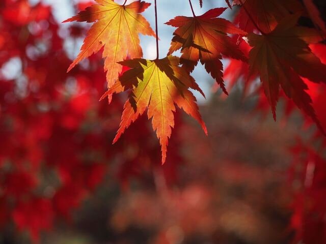 MB309647_2048x1536_補正済.jpg