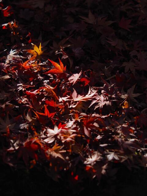 MB309812_2048x1536_補正済.jpg