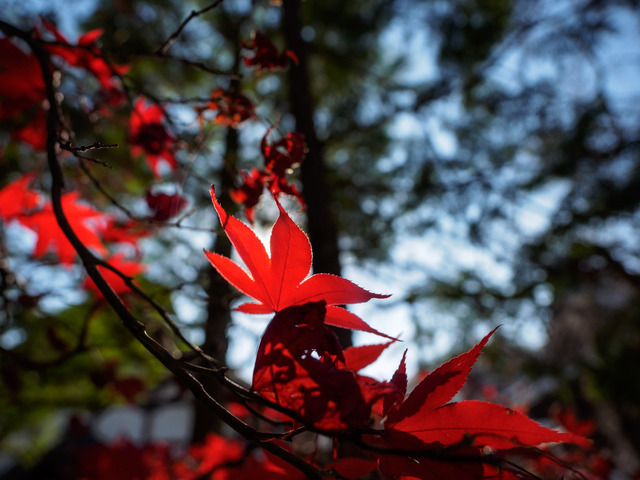 MC142611_CameraRAW_2048.jpg