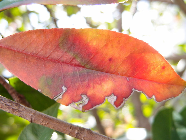 P3121570_1280x960.jpg