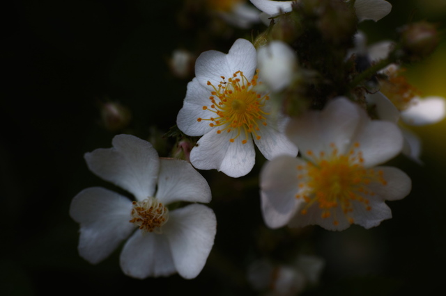SDIM1814_2048x1365.jpg