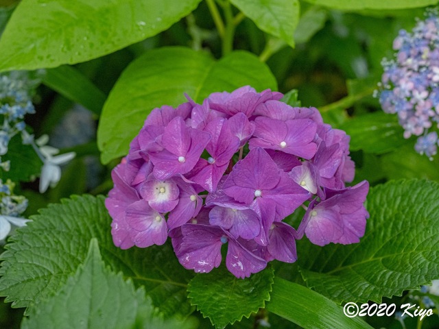 E6145914_CameraRAW_2048_2048x1536_signed.jpg