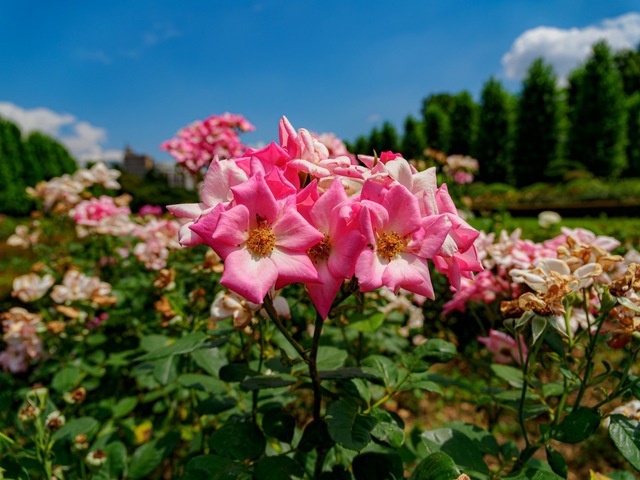 E7232342-ORF_DxO_DeepPRIME-強化_CameraRAW_2048_signed.jpg