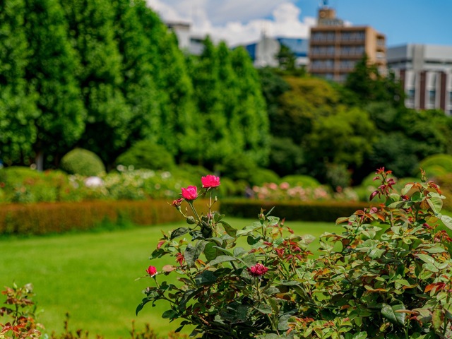 E7232344-ORF_DxO_DeepPRIME-強化_CameraRAW_2048_signed.jpg