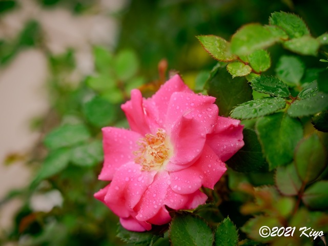 EA091446-ORF_DxO_DeepPRIME_CameraRAW_signed.jpg