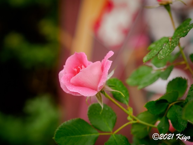 EA091447-ORF_DxO_DeepPRIME_CameraRAW_signed.jpg