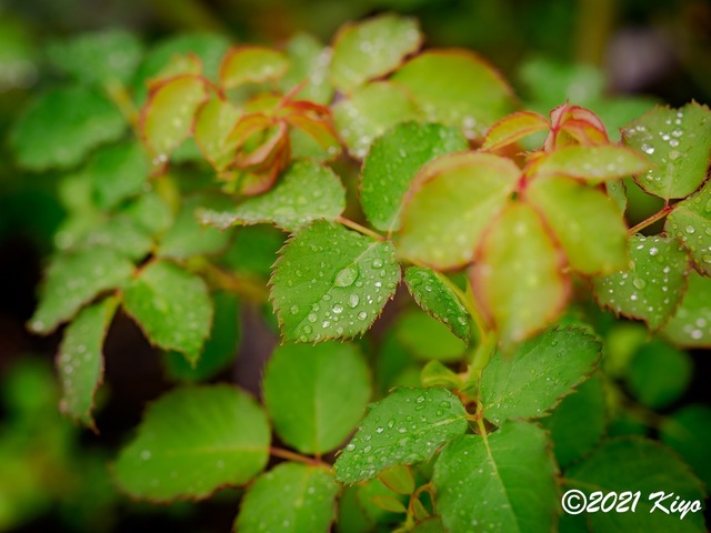 EA091451-ORF_DxO_DeepPRIME_CameraRAW_signed.jpg