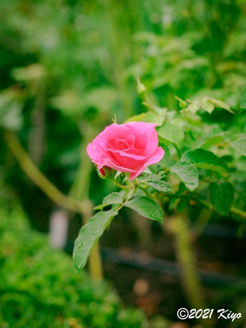 EA091452-ORF_DxO_DeepPRIME_CameraRAW_signed.jpg