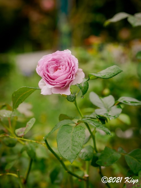 EA091453-ORF_DxO_DeepPRIME_CameraRAW_signed.jpg