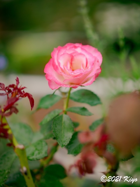 EA091455-ORF_DxO_DeepPRIME_CameraRAW_signed.jpg