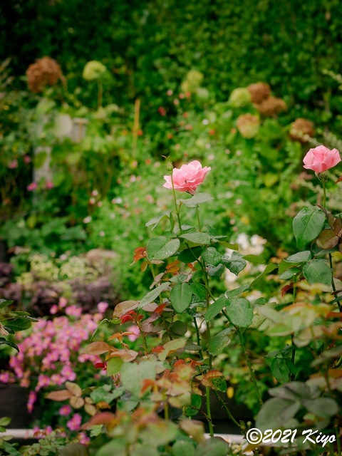 EA091461-ORF_DxO_DeepPRIME_CameraRAW_signed.jpg