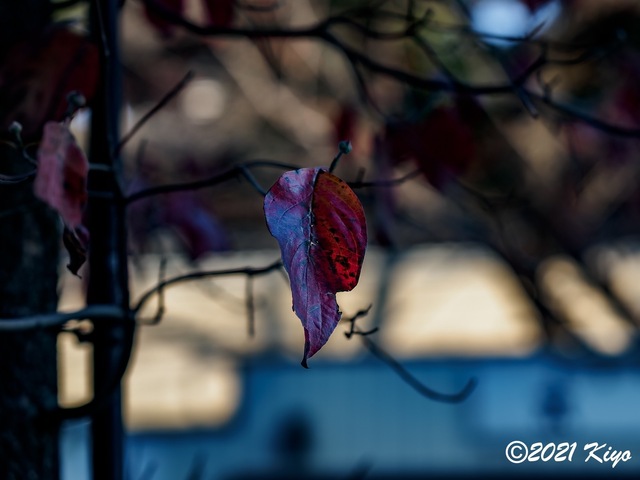 EB191840-ORF_DxO_DeepPRIME_CameraRAW_signed.jpg