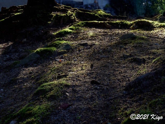 EB191896-ORF_DxO_DeepPRIME_CameraRAW_signed.jpg
