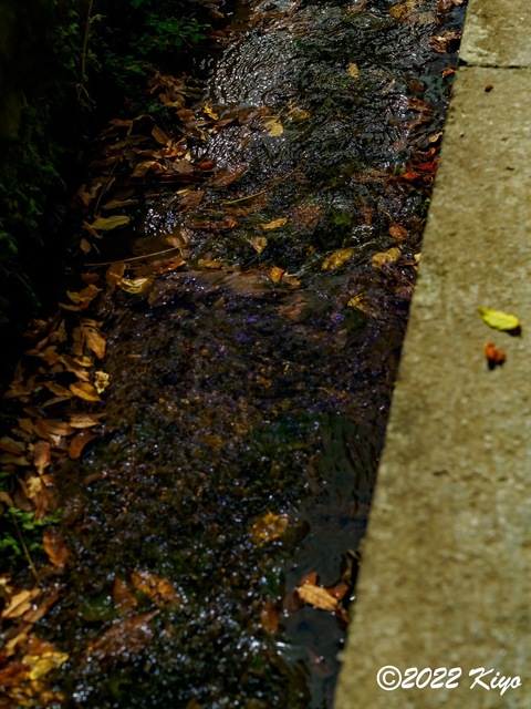 EB192113-ORF_DxO_DeepPRIME_CameraRAW_signed.jpg