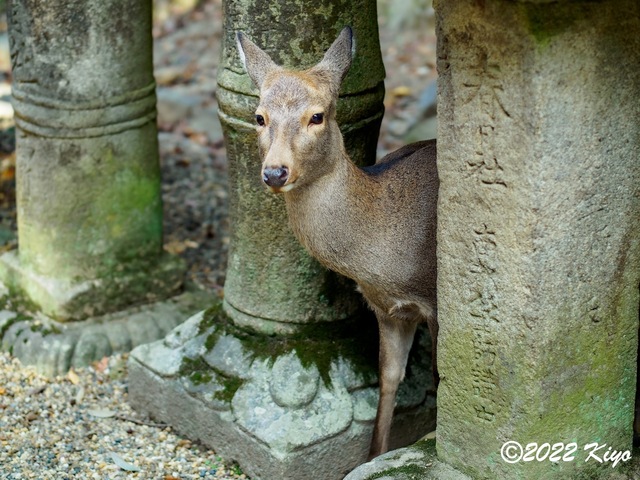 EB192152-ORF_DxO_DeepPRIME_CameraRAW_signed.jpg