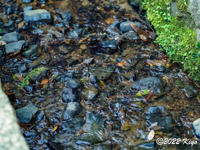 EB192163-ORF_DxO_DeepPRIME_CameraRAW_signed.jpg