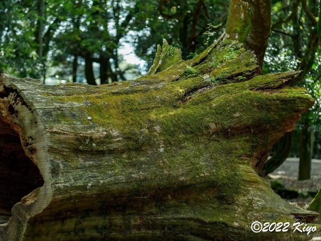 EB192182-ORF_DxO_DeepPRIME_CameraRAW_signed.jpg
