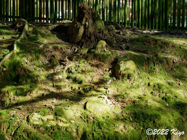 EB192183-ORF_DxO_DeepPRIME_CameraRAW_signed.jpg