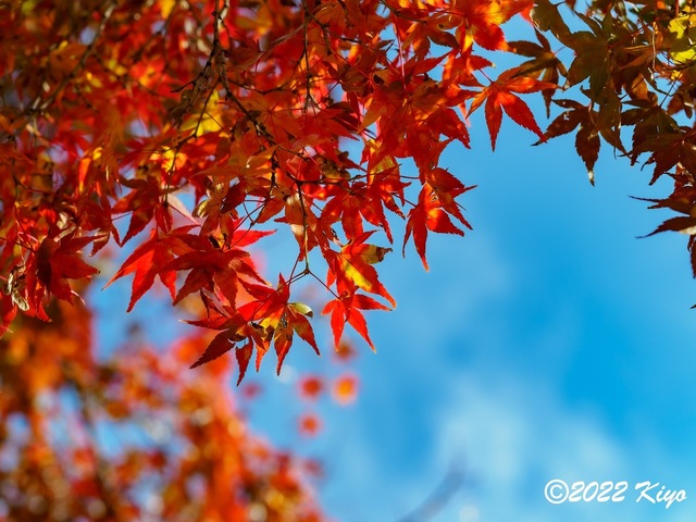 EB192236-ORF_DxO_DeepPRIME_CameraRAW_signed.jpg