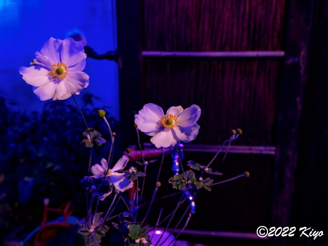 EB202643-ORF_DxO_DeepPRIME_CameraRAW_signed.jpg