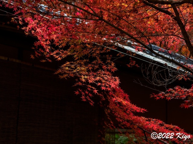 EB212796-ORF_DxO_DeepPRIME_CameraRAW_signed.jpg