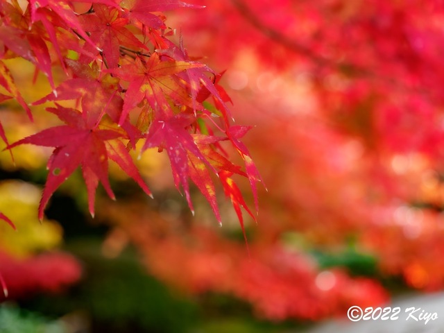 EB212804-ORF_DxO_DeepPRIME_CameraRAW_signed.jpg