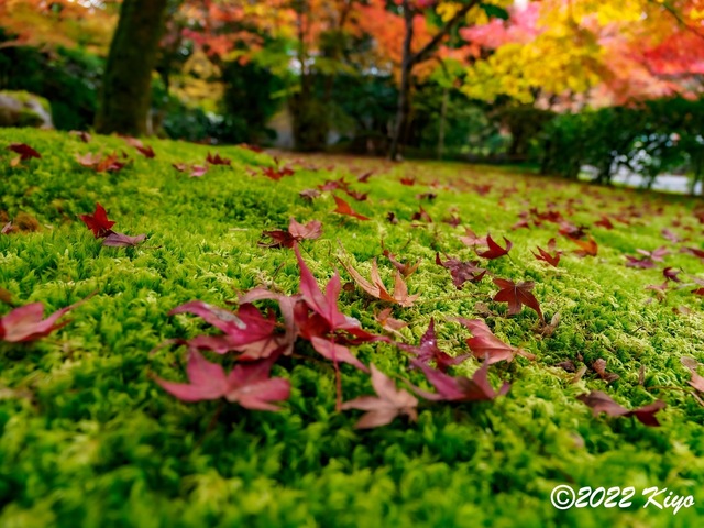 EB212808-ORF_DxO_DeepPRIME_CameraRAW_signed.jpg