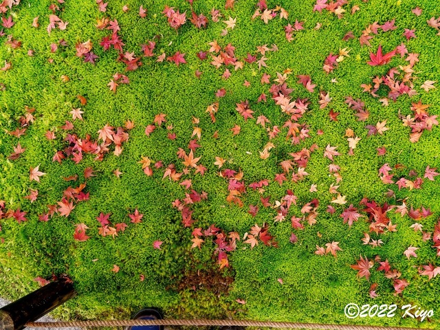 EB212812-ORF_DxO_DeepPRIME_CameraRAW_signed.jpg