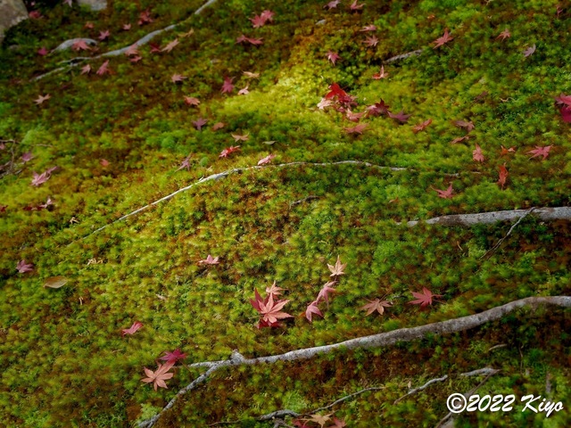EB212871-ORF_DxO_DeepPRIME_CameraRAW_signed.jpg