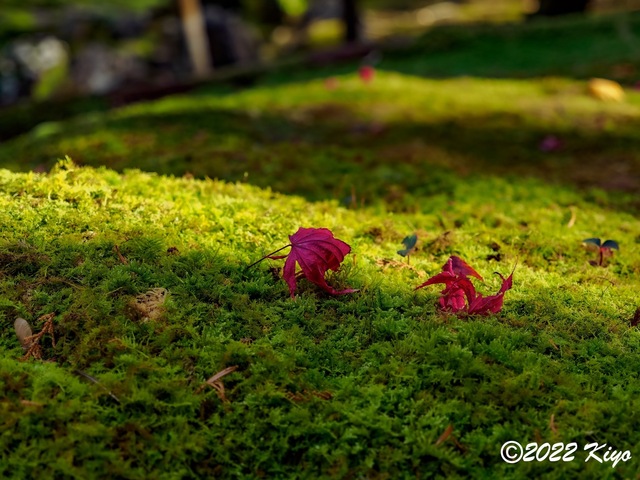 EB212924-ORF_DxO_DeepPRIME_CameraRAW_signed.jpg
