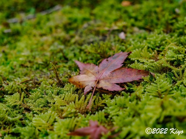 EB212953-ORF_DxO_DeepPRIME_CameraRAW_signed.jpg