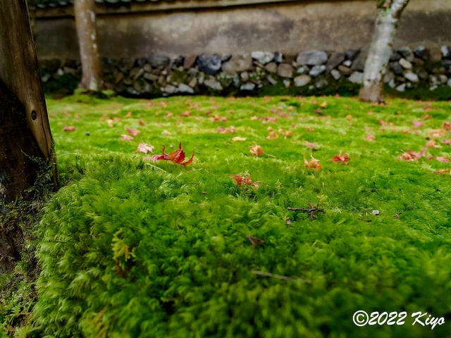 EB212966-ORF_DxO_DeepPRIME_CameraRAW_signed.jpg