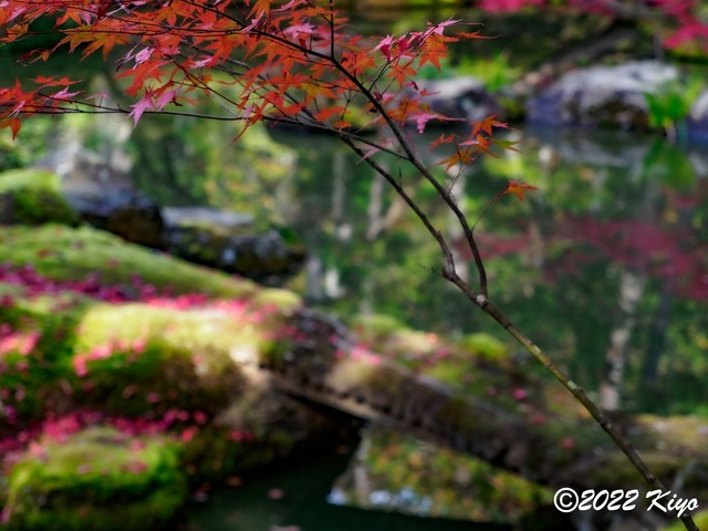 EB212991-ORF_DxO_DeepPRIME_CameraRAW_signed.jpg