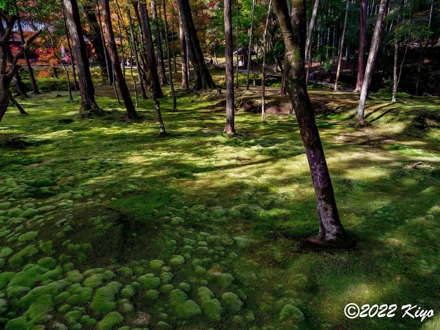 EB213050-ORF_DxO_DeepPRIME_CameraRAW_signed.jpg