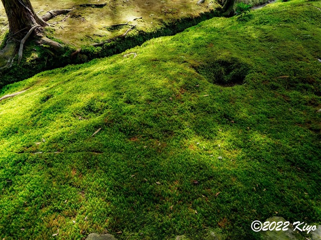 EB213076-ORF_DxO_DeepPRIME_CameraRAW_signed.jpg