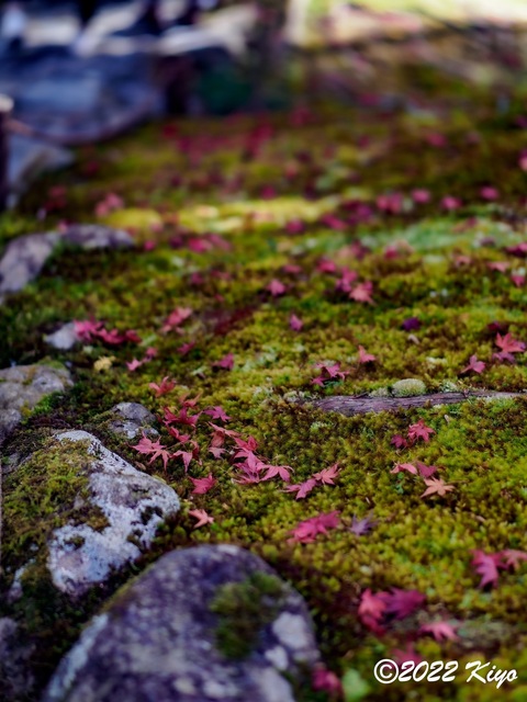 EB213110-ORF_DxO_DeepPRIME_CameraRAW_signed.jpg