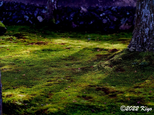 EB213176-ORF_DxO_DeepPRIME_CameraRAW_signed.jpg