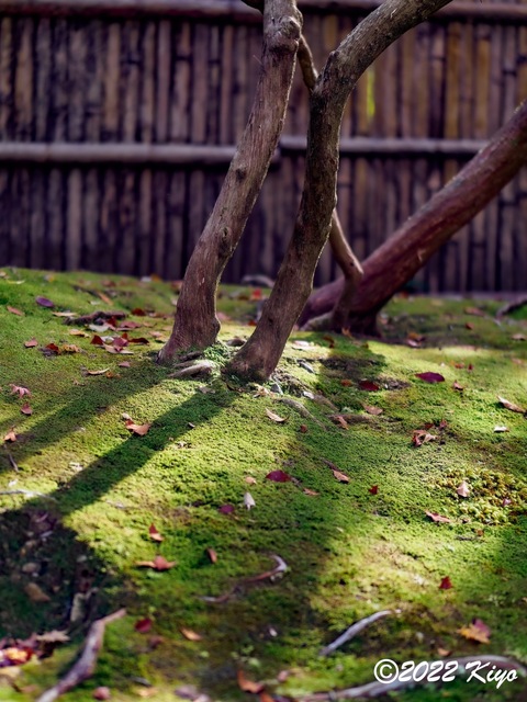 EB213194-ORF_DxO_DeepPRIME_CameraRAW_signed.jpg