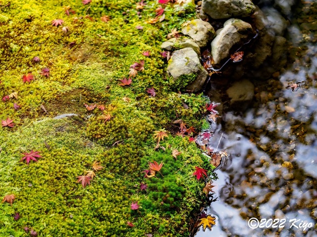 EB213217-ORF_DxO_DeepPRIME_CameraRAW_signed.jpg