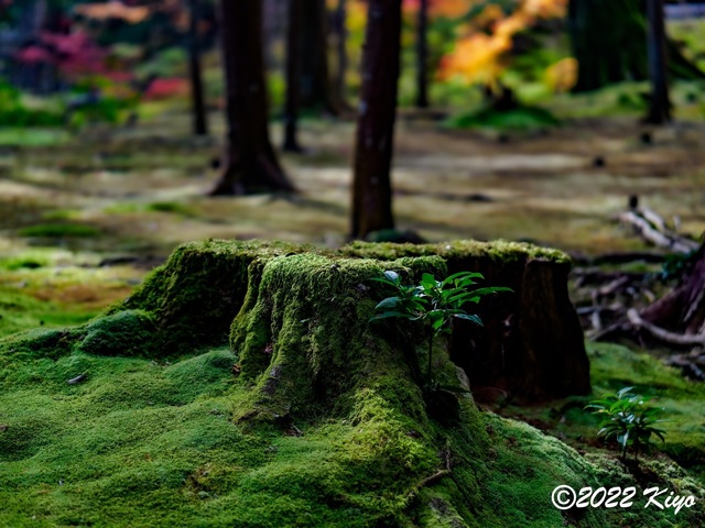 EB213231-ORF_DxO_DeepPRIME_CameraRAW_signed.jpg
