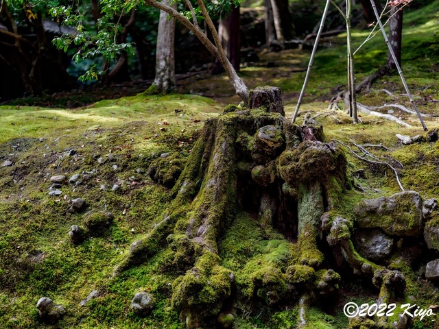 EB213235-ORF_DxO_DeepPRIME_CameraRAW_signed.jpg